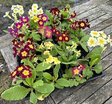 Polyanthus mixed colours for sale  GLOUCESTER