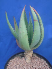 Aloe ferox plant for sale  Tucson