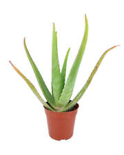 Aloe vera for sale  Silverado