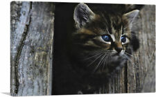 Artcanvas kitten home for sale  Niles