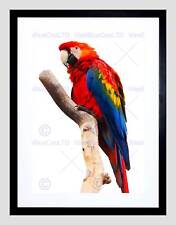 Animal bird parrot for sale  EDINBURGH