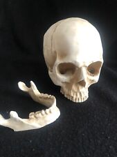 cranio umano usato  Torino