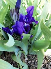 Zwergiris schwertlilie iris gebraucht kaufen  Eberhardzell