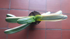 Clivia variegated leafspan for sale  Shipping to Ireland