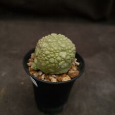 A5: Pseudolithos migiurtinus :: succulents for sale  Shipping to South Africa