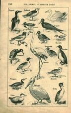 1914 book birds d'occasion  Expédié en Belgium