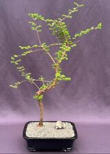 Trained redwood bonsai for sale  Patchogue