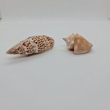 Pretty shells d'occasion  Expédié en Belgium