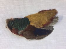 golden pheasant for sale  PULBOROUGH