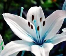 Seeds blue lily for sale  Riverdale
