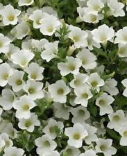 Petunia trailing surfinia for sale  Shipping to Ireland