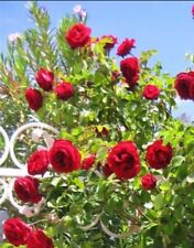 Used, 1 RED FRAGRANT CLIMBING ROSE BARE ROOTED PLANT SHRUB RED  for sale  Shipping to South Africa