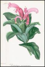 1834-1849 CENTROPOGON SURINAMENSIS Surinam Centropogon Paxton Botanical (PB109) for sale  Shipping to South Africa
