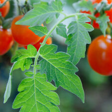 Tomato leaf fragrance d'occasion  Expédié en Belgium