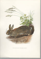 Rabbit garenne color d'occasion  Expédié en Belgium