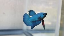 Betta fish male for sale  Fort Myers