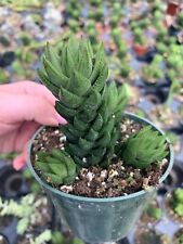 Haworthia coarctata green for sale  Apopka