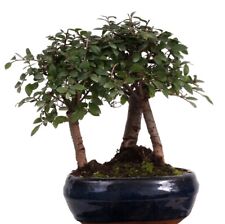 Bonsai ulmus parvifolia gebraucht kaufen  Heinsberg