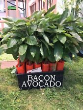 Bacon avocado tree for sale  San Diego