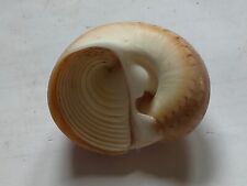 Conchiglia shell naticarius usato  Piombino