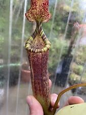 Nepenthes vogelii trustiensis for sale  Shipping to Ireland