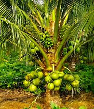 King coconut one for sale  USA