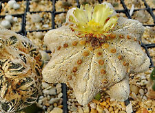 Astrophytum japan thailand for sale  Shipping to Ireland