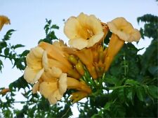 Yellow trumpet creeper for sale  Saint Augustine