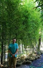 Bamboo plant instant for sale  Millville