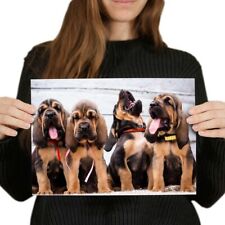 Cute bloodhound puppies for sale  SELBY