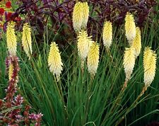 Kniphophia pineapple popsicle for sale  New Castle