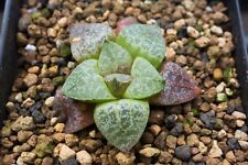 Succulent - Haworthia comptoniana hyb. x picta hyb. seedling for sale  Shipping to South Africa