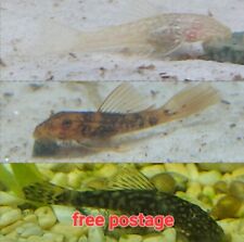 Bristlenose pleco red for sale  HASTINGS