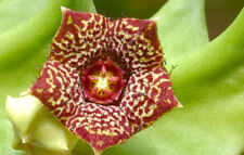 5 Orbea meat Subsp. Keithii seeds semi seeds no Stapleia Pseudolithos for sale  Shipping to South Africa