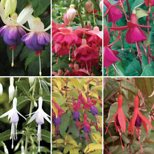 Used, Hardy Fuchsia Collection 6 x 9cm Potted Plants 20cm tall different varieties for sale  PETERBOROUGH