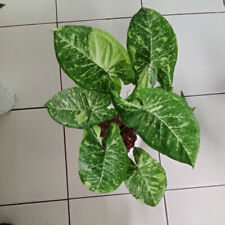 Syngonium Panda Galaxy Free pythosanitary Ship By Dhl Express for sale  Shipping to South Africa