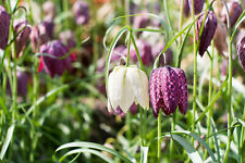 10x fritillaria meleagris for sale  CRAWLEY