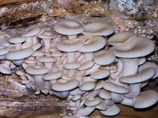 Mushroom spawn white for sale  ROSS-ON-WYE