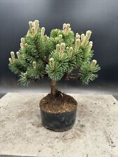 Mugo pine bonsai for sale  BROUGH