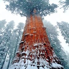 California coast redwood for sale  Lincolnton