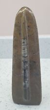 Polished orthoceras fossil for sale  BROMLEY