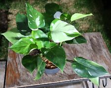 Philodendron white princess for sale  Hollywood