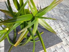 Aloe striatula rooted for sale  MARGATE