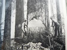 Lot vintage logging for sale  Fox Island