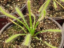 drosera capensis pianta usato  Grumo Appula