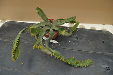 Euphorbia stellata cacti for sale  Shipping to Ireland
