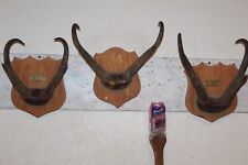 Antelope pronghorn horn for sale  Brandon