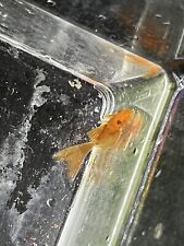 Longfin super red for sale  Cookeville