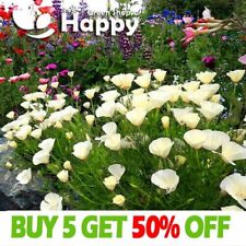 California poppy white for sale  DONCASTER