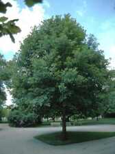 White oak tree for sale  Mcminnville